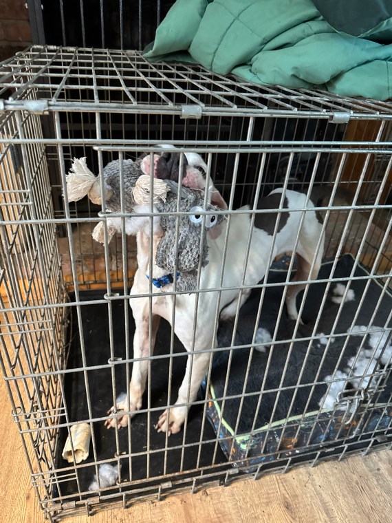 foster dog with secuirty toy