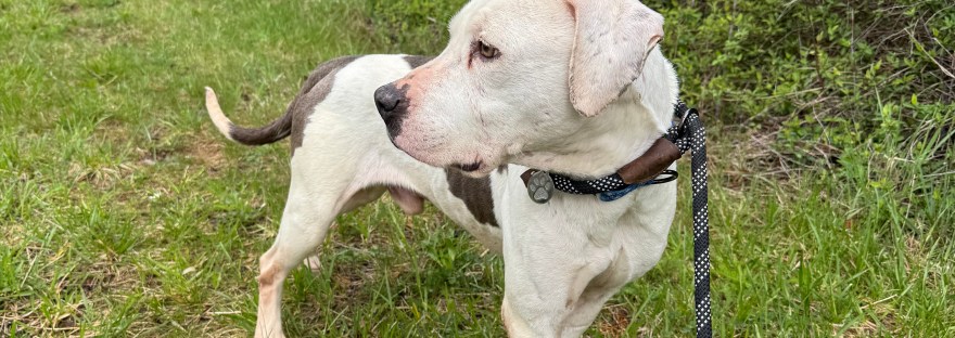 foster dog looking for security out on walk