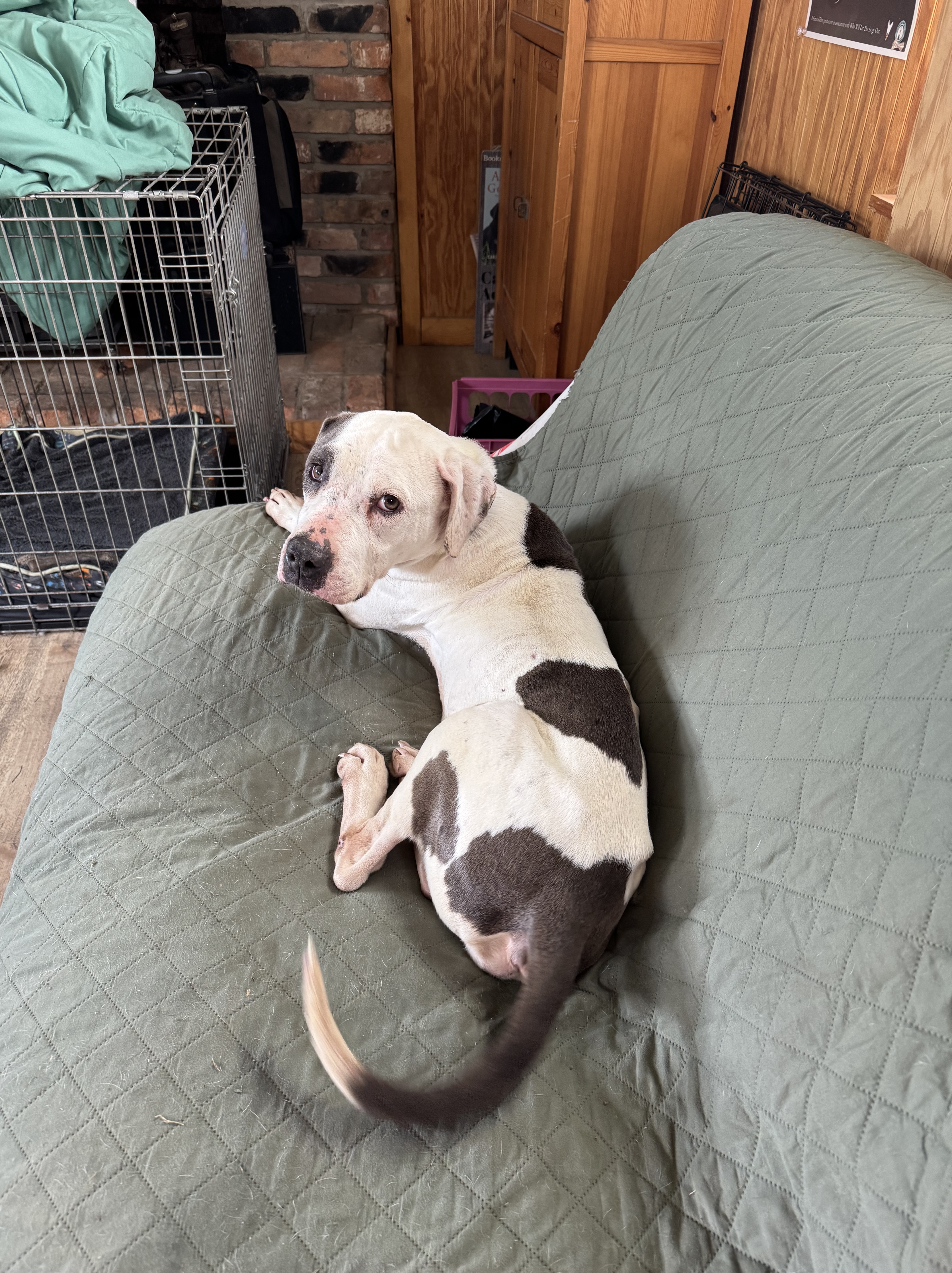 foster dog on couch feeling secure