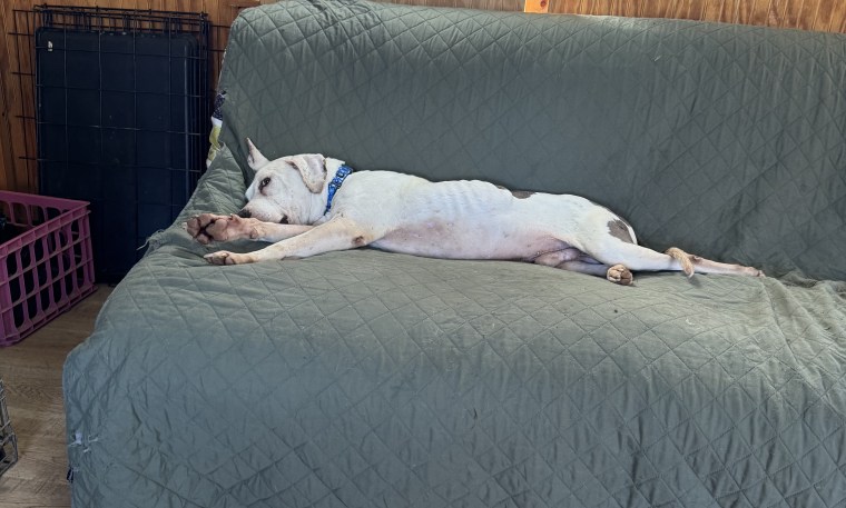 dog embracing security in a foster home