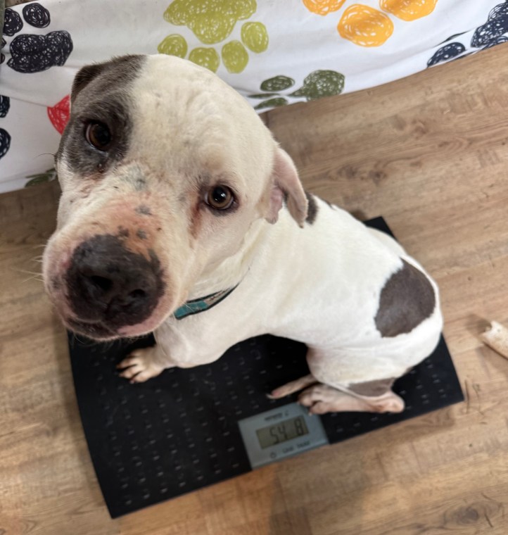 foster dog gaining weight and security