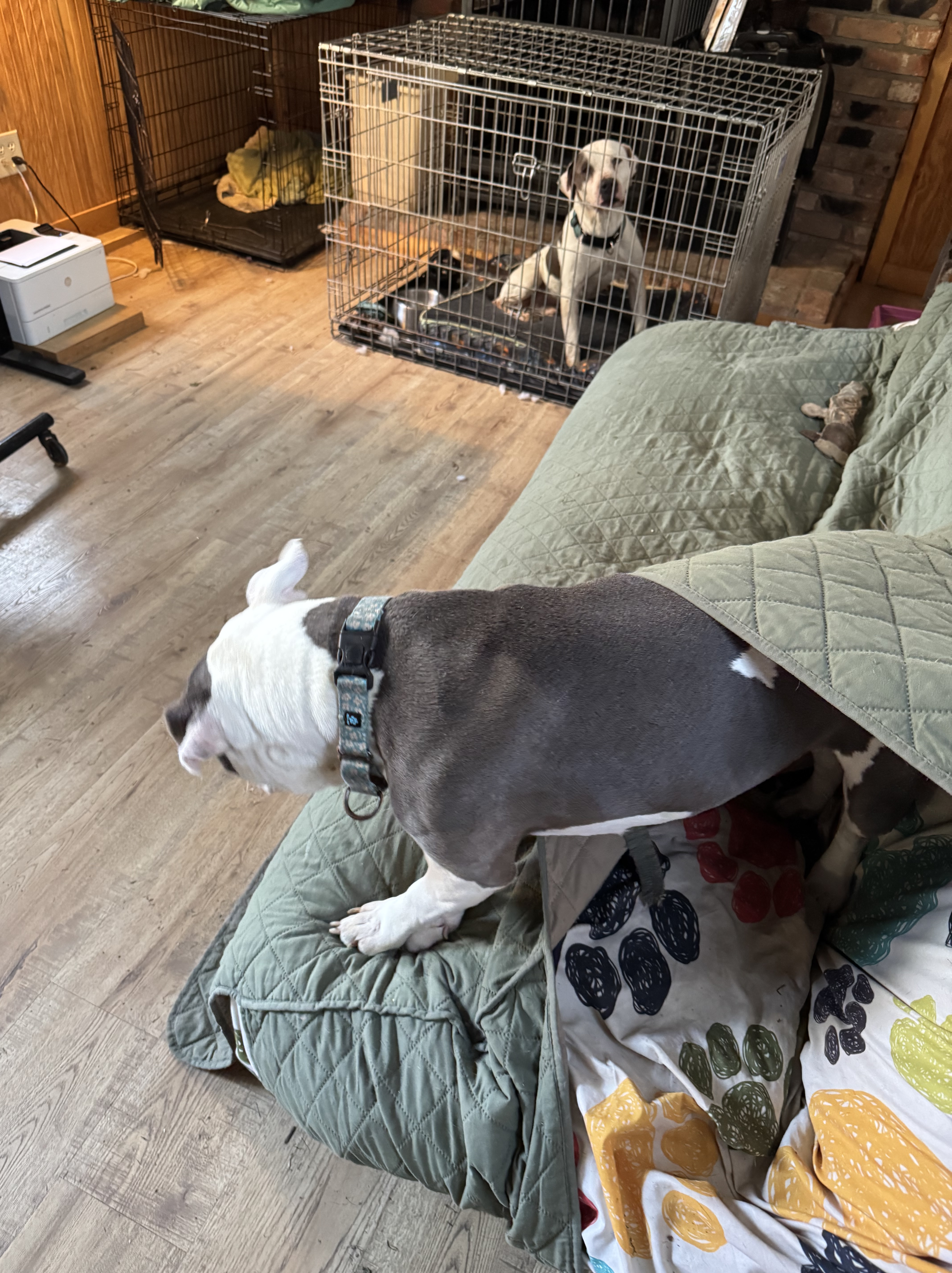 foster Dog snoozing under the cover of a futon for security