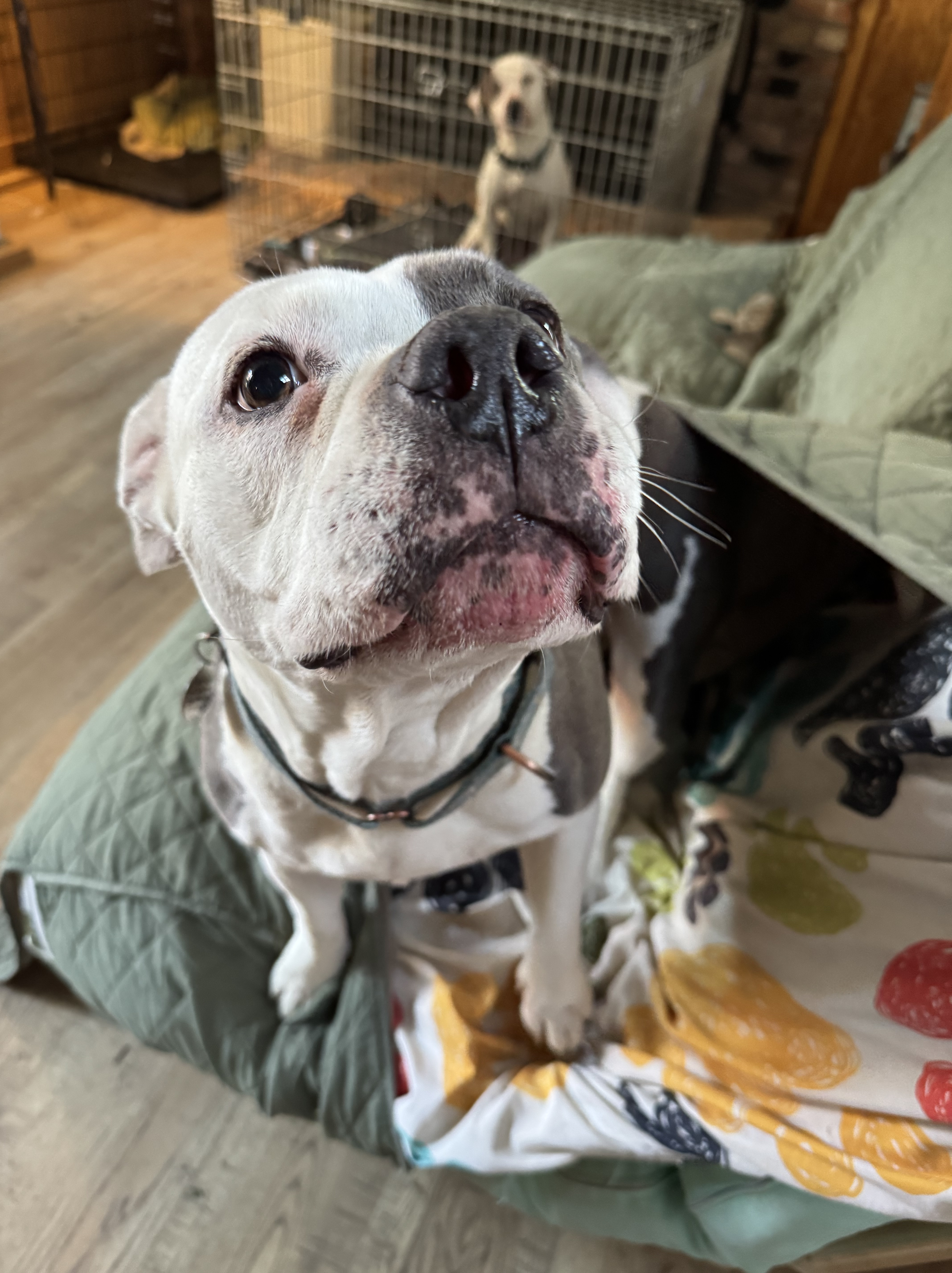 foster dog hides under the cover of a futon for security