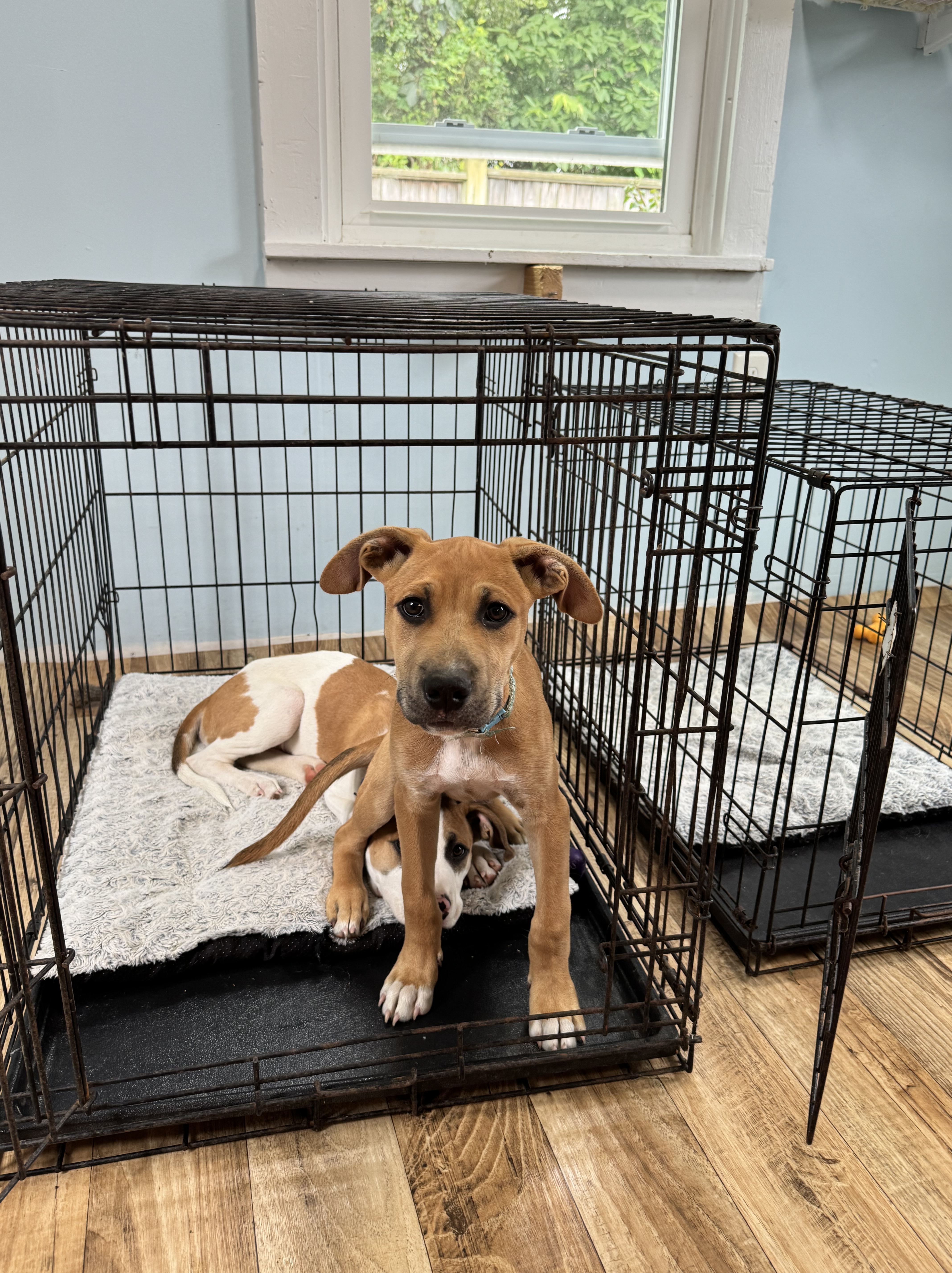 adoptable puppies in crate