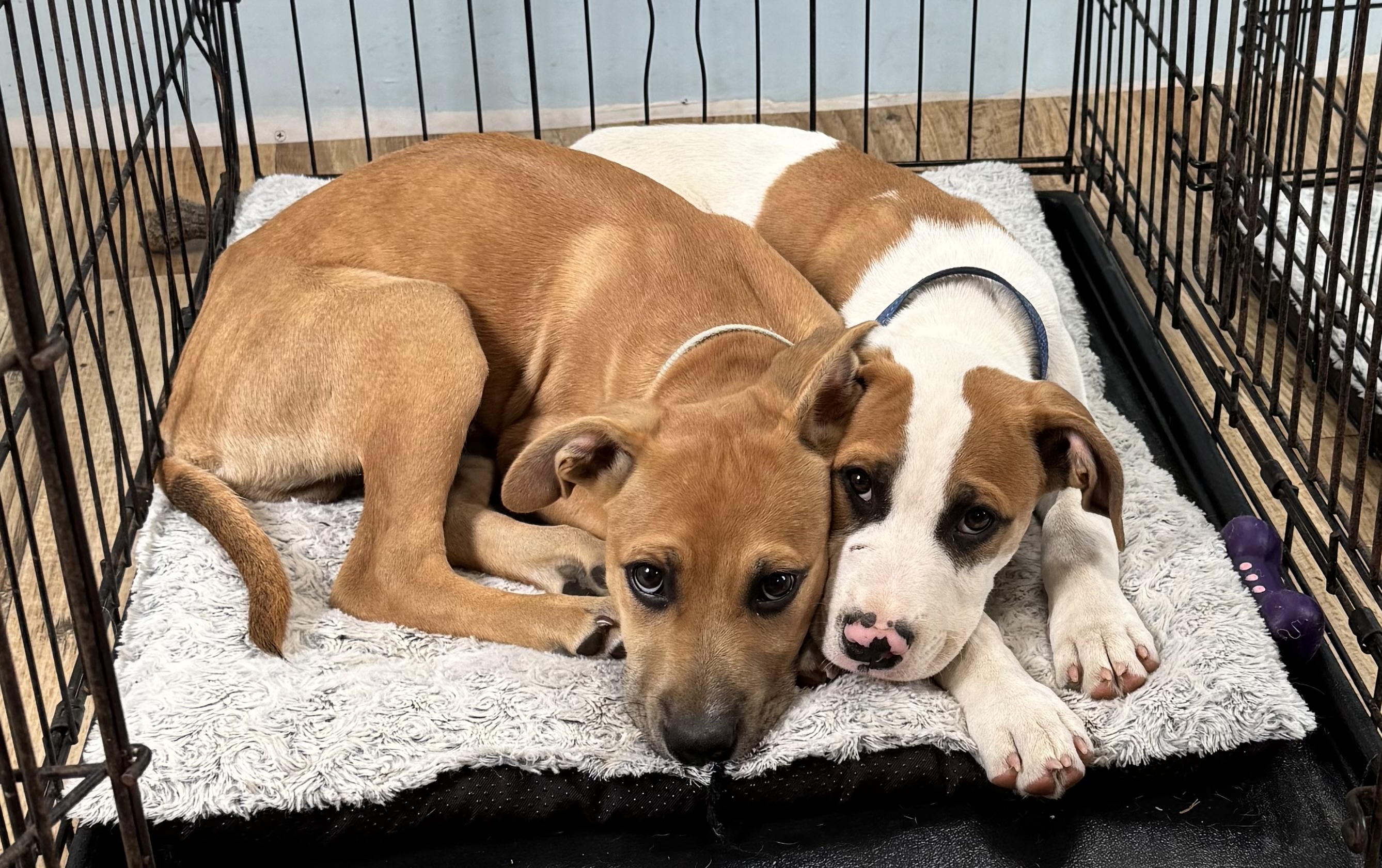 adoptable puppies in crate