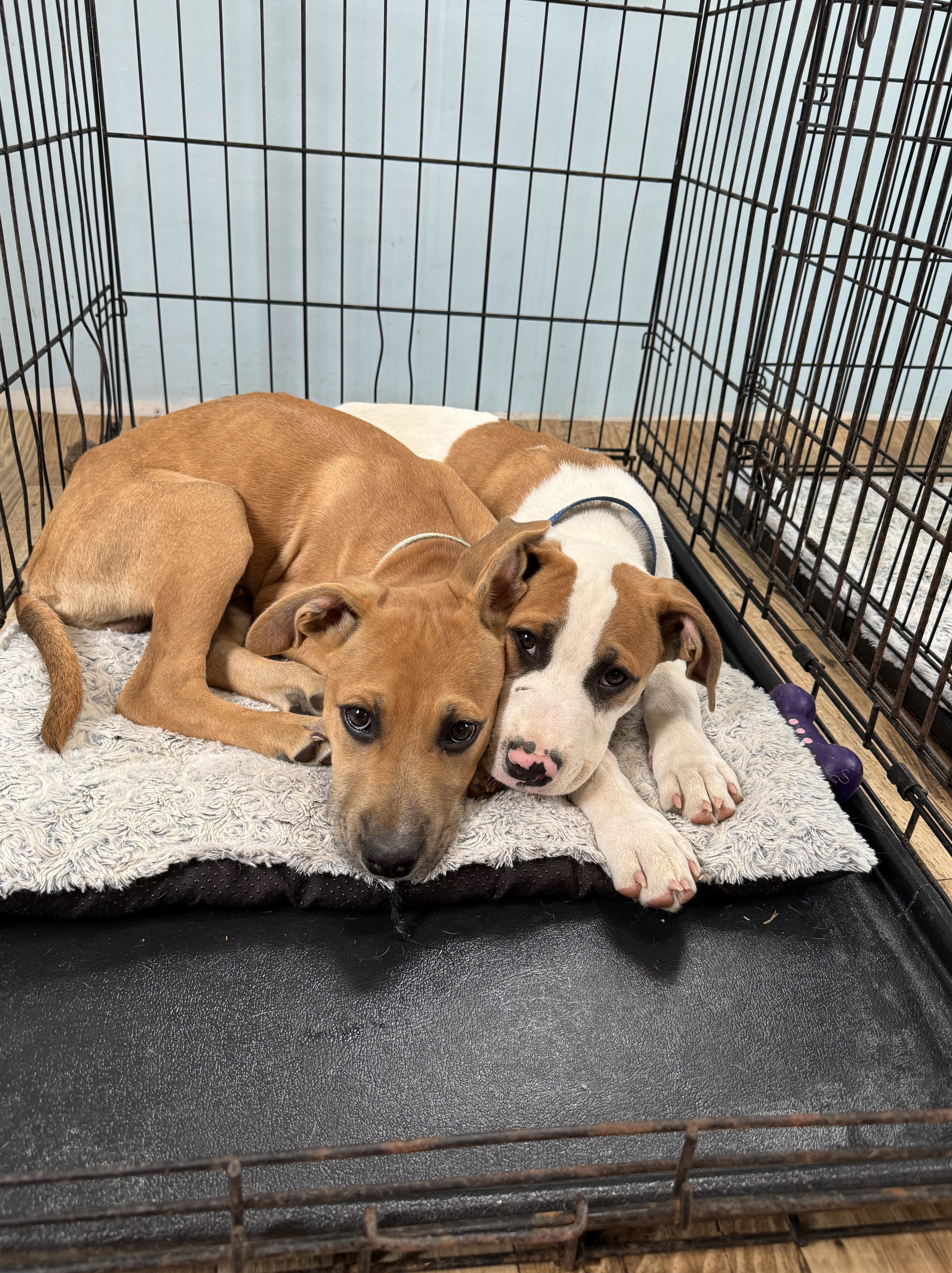adoptable puppies in crate