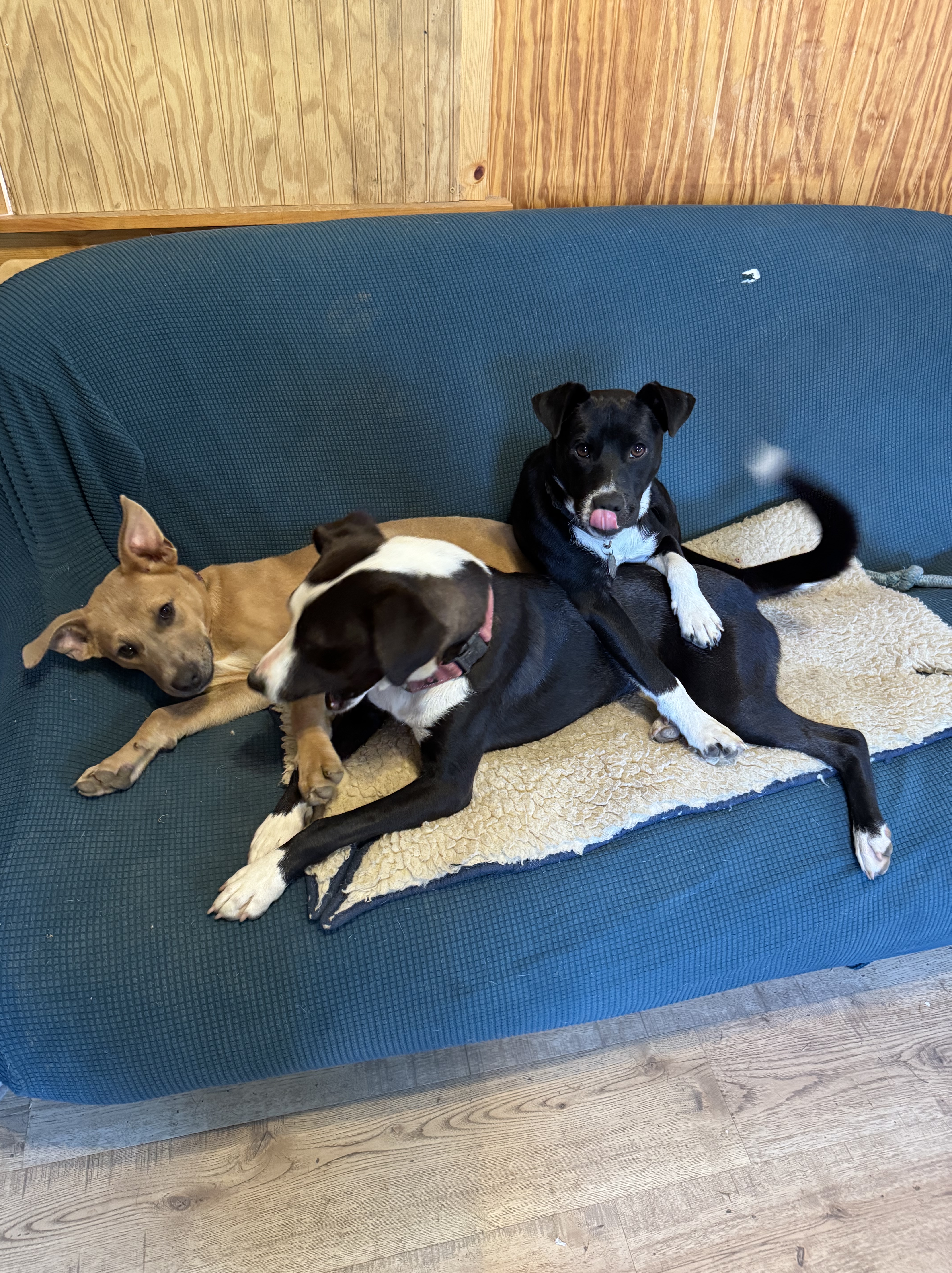 foster dogs wrestling on a couch