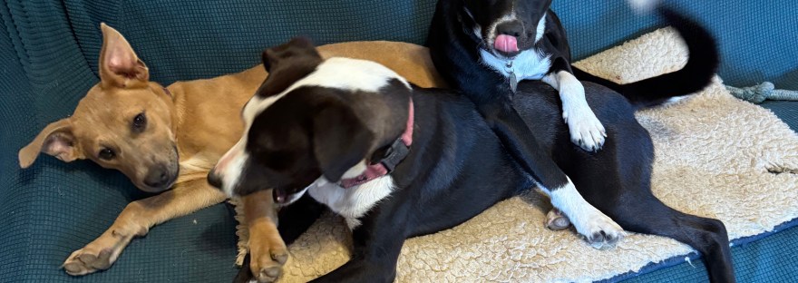 foster dogs wrestling on a couch