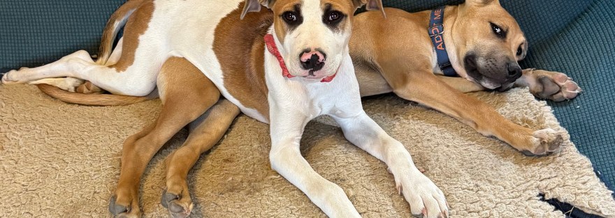 super puppies already trained and ready for adoption