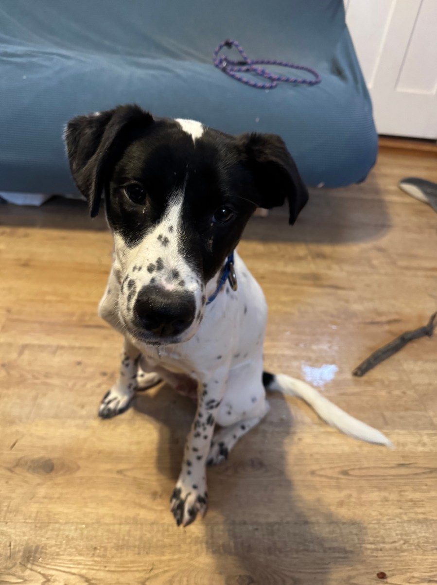 Meet Our Adorable Foster Dogs Ready for Adoption – Another Good Dog™