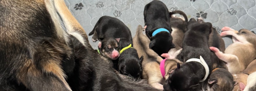 mama dog nursing puppies