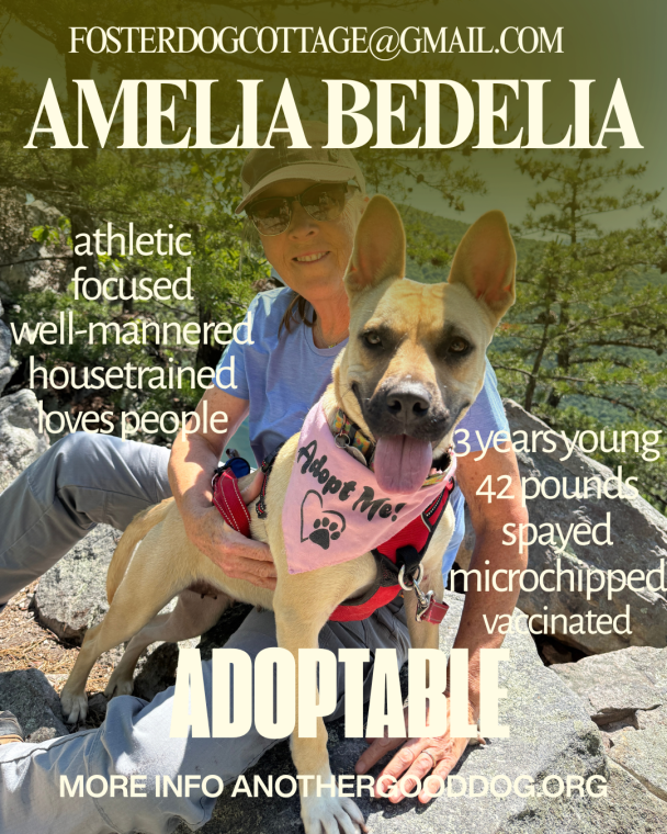 A woman sitting outdoors with a light brown dog wearing an 'Adopt Me!' bandana. The dog is described as three years old, 42 pounds, spayed, microchipped, and vaccinated. The woman is smiling and interacts affectionately with the dog.