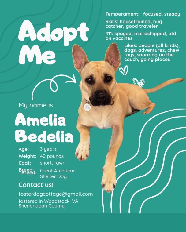 Adoption poster for a dog named Amelia Bedelia, 3 years old, 40 pounds, short fawn coat, Great American Shelter Dog, showcasing her temperament, skills, likes, and contact information for adoption.