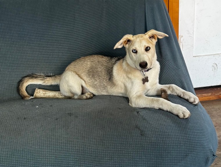 A dog with light fur and striking blue eyes lying on a green couch, looking at the camera.